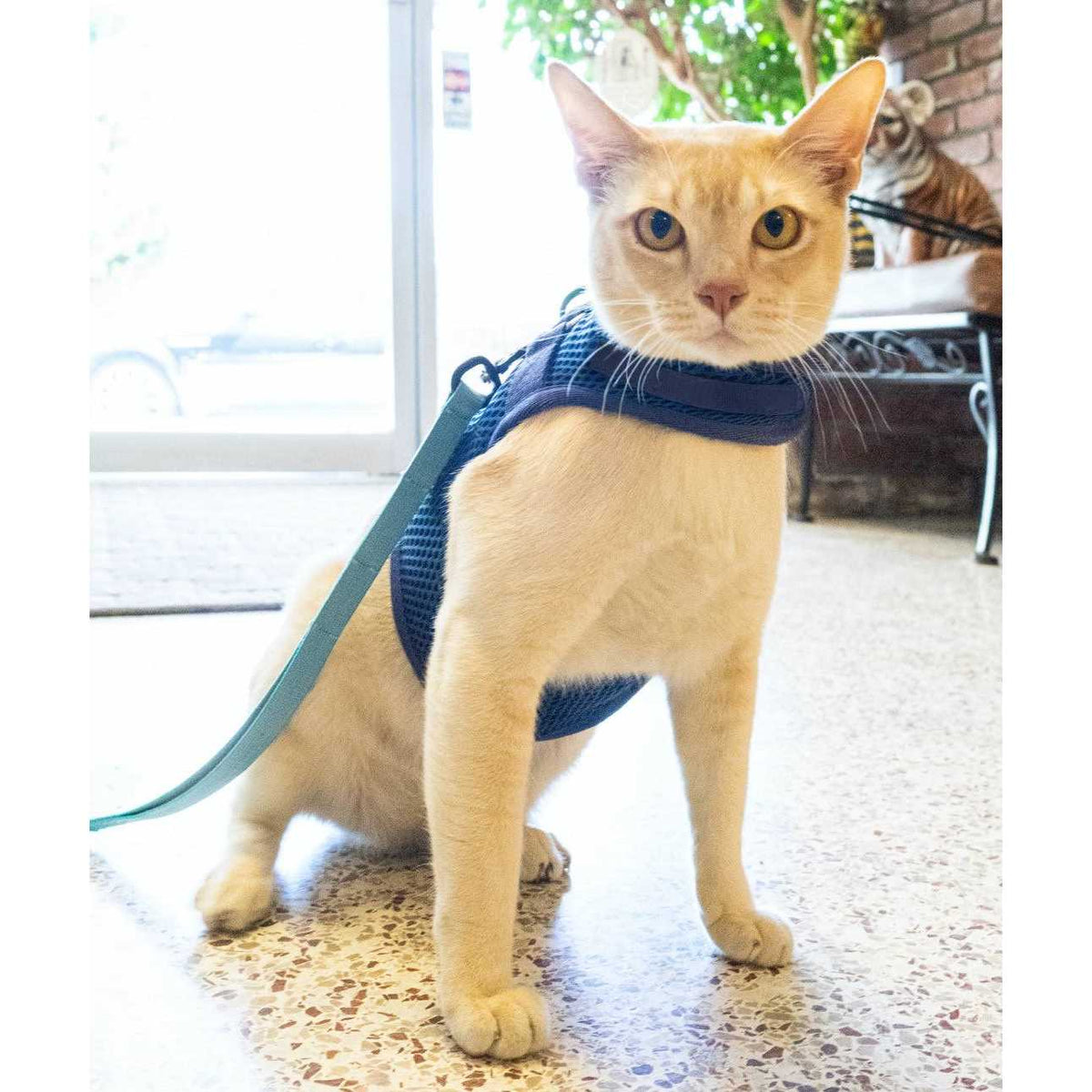 Cat Harness S316928